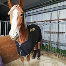 Frederiksborg Lillegaards Just A Dream 