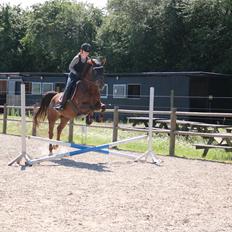 Anden særlig race Taco(lånehest)