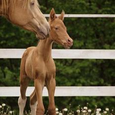 Pinto Araber Optimus Prime