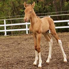 Pinto Araber Optimus Prime