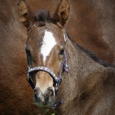 Anden særlig race Stald B's Be Curious