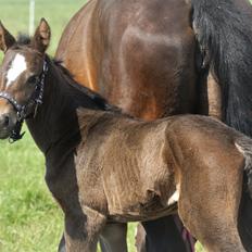 Anden særlig race Stald B's Be Curious