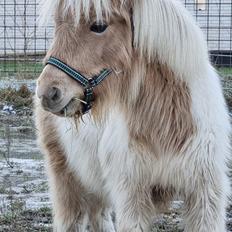 Shetlænder Grønkjærs Zenius