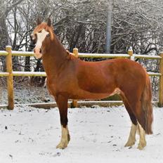 Welsh Pony af Cob-type (sec C) Jack Sparrow