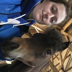 Amerikansk Miniature Lm wild painted lazett