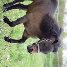 Amerikansk Miniature Lm wild painted lazett