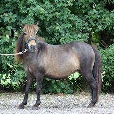 Miniature Alamos buckaroo charmer