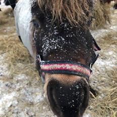 Miniature Alamos buckaroo charmer