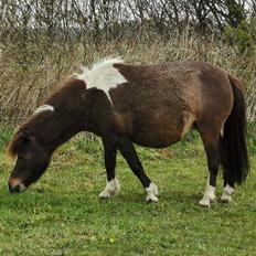 Amerikansk Miniature Godts Magic Flame Of Life