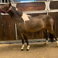 Amerikansk Miniature Godts Magic Flame Of Life