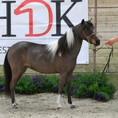 Amerikansk Miniature Godts Magic Flame Of Life