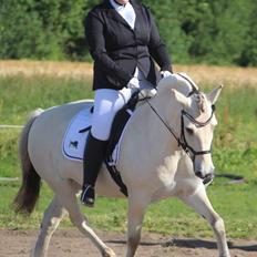 Fjordhest Romeos Hans