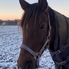 New Forest Bøgelys Vivaldi