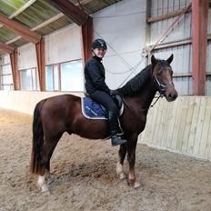 New Forest Bøgelys Vivaldi