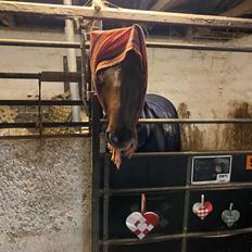 New Forest Bøgelys Vivaldi