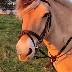 Fjordhest Springer