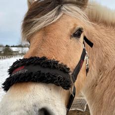 Fjordhest Springer