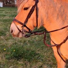 Fjordhest Springer