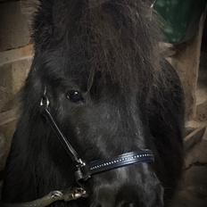 Shetlænder Veldt’s Hope Of Dreams