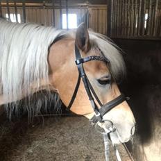 Haflinger Hafferlaffen