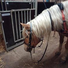 Haflinger Hafferlaffen