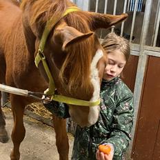 Svensk Varmblod Charlie