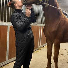 Svensk Varmblod Charlie