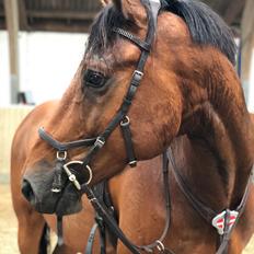 Dansk Varmblod Hard to beat