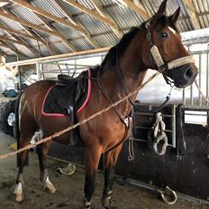 Dansk Varmblod Hard to beat