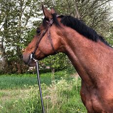 Dansk Varmblod Hard to beat