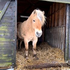 Fjordhest Fylla (Elevhest)