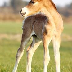 Welsh Cob (sec D) Adlais Dainamite Boom