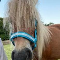 Shetlænder Mischa Van Florisland