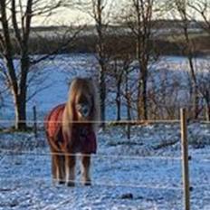 Shetlænder Mischa Van Florisland