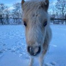 Shetlænder Birkelund,s Nemo