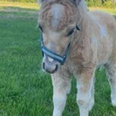 Shetlænder Birkelund,s Nemo