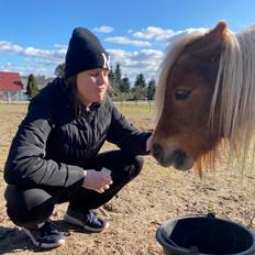 Shetlænder Birkelund,s Como