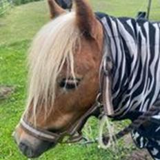 Shetlænder Birkelund,s Como