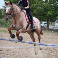 Knabstrupper Cassandra H