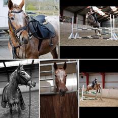 Knabstrupper Cassandra H