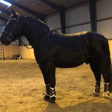 Oldenborg Vibegaardens comet