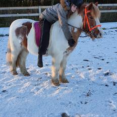 Anden særlig race Ilise