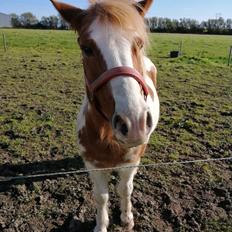 Anden særlig race Ilise