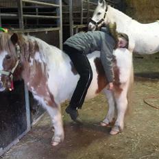 Anden særlig race Ilise