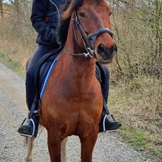 Anden særlig race Sultan