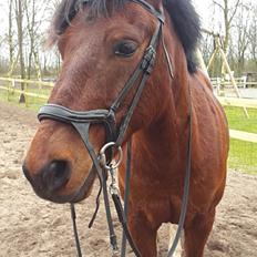 Anden særlig race Sultan