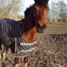 Anden særlig race Sultan