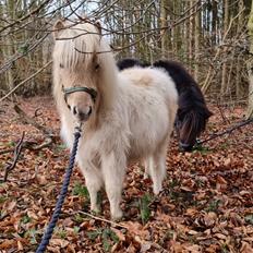 Shetlænder Grønkjærs Zenius