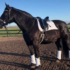 Oldenborg Vibegaardens comet