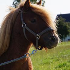 Shetlænder Egedals Rolf (Tidligere hest)